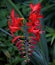 Brilliant Red Crocosmia Flowers And Buds