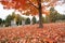 Brilliant red fall leaf drop covering ground under liquid amber tree near graveyard