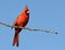 Brilliant red male Northern Cardinal sitting on an Oak branch