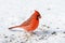 Brilliant red male Northern Cardinal in snow