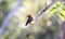 A Brilliant Red Male Vermilion Flycatcher Pyrocephalus rubinus Perched on a Branch in Mexico