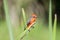 A Brilliant Red Male Vermilion Flycatcher Pyrocephalus rubinus Perched on a Branch in Mexico