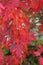 Brilliant red maple tree closeup