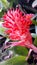 Brilliant red and pink bromeliad with purple flower buds