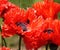 Brilliant Red Poppies