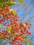 Brilliant red rosehips against bright blue sky