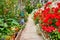 Brilliant red roses and other flowers and plants lining sidewalk flower garden path