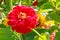 Brilliant Red Zinnia Flower
