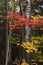 Brilliant reds and yellows of fall foliage decorate New England in autumn.
