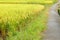 Brilliant Rice Fields with Small Path