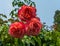 Brilliant Rose Flowers Cluster 2