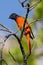 Brilliant Scarlet minivet Male