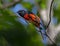 Brilliant Scarlet minivet Male