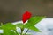 Brilliant scarlet salvia splendens flowers in garden. This plant is also called scarlet sage