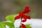 Brilliant scarlet salvia splendens flowers in garden. This plant is also called scarlet sage