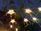 Brilliant Star paper lanterns in the night , Lanna Northern Thailand design style