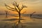 Brilliant sunburst illuminates Edisto Island Beach on Edisto Island near Charleston, SC.