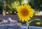 Brilliant Sunflower in backyard setting