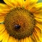 A brilliant sunflower with a bee