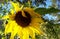 Brilliant Sunlit Sunflower