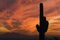 Brilliant sunset over Saguaro Cactus and Arizona\'s Sonoran Deser