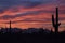 Brilliant Sunset and Saguaro Cactus