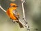 Brilliant Vermillion Flycatcher