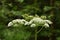 Brilliant White Blooming Queen Anne`s Lace Flowers