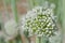 Brilliant White Leek Flower