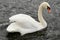 Brilliant white swan with arched neck swimming left to right against the backdrop of a black river.