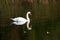 Brilliant white swan floating on dark calm water.