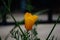 Brilliant yellow flowers of Eschscholzia californica a species of flowering plant in family Papaveraceae are bright.