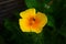 Brilliant yellow flowers of Eschscholzia californica a species of flowering plant in family Papaveraceae are bright.