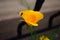 Brilliant yellow flowers of Eschscholzia californica a species of flowering plant in family Papaveraceae are bright.