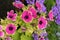 Brilliantly colored annuals blooms gloriously in a summer garden