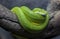 A brilliantly coloured Green Tree Python curled up in its enclosure at the Adelaide Zoo in South Australia in Australia.