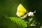 Brimstone butterfly