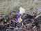 Brimstone butterfly on the blue crocus.