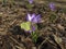 Brimstone butterfly on the blue crocus.