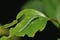 Brimstone Butterfly Caterpillar