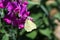 Brimstone butterfly closeup