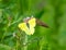 brimstone butterfly (Gonepteryx rhamni