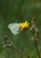 Brimstone Butterfly (Gonepteryx rhamni) on flower Dandelion