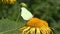 Brimstone butterfly (Gonepteryx rhamni) on on summer flower