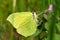 Brimstone butterfly in natural habitat (gonepteryx rhamni)