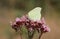 Brimstone butterfly on wild origanum flower