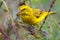 Brimstone Canary, Eating Seed