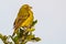 Brimstone Canary, Perched