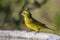 Brimstone Canary (Serinus sulphuratus)