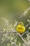 Brimstone Canary (Serinus sulphuratus)